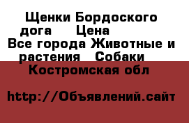 Щенки Бордоского дога.  › Цена ­ 30 000 - Все города Животные и растения » Собаки   . Костромская обл.